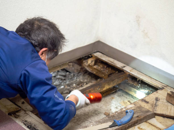 Best Kitchen Mold Remediation in Brookside Village, TX