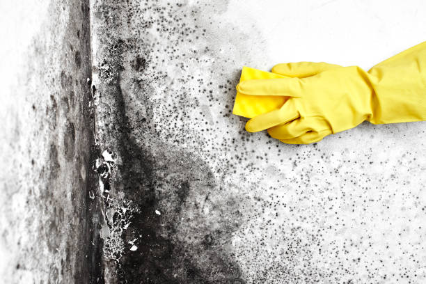 Best Commercial Mold Remediation in Brookside Village, TX