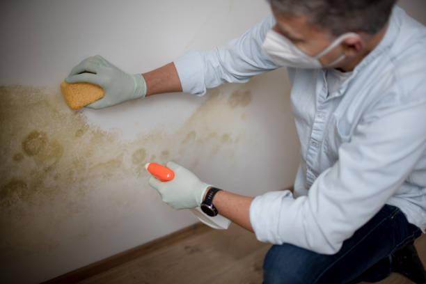 Best Bathroom Mold Remediation in Brookside Village, TX