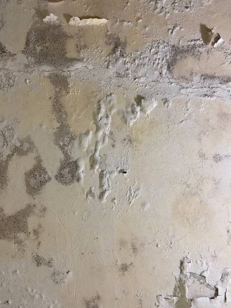 Best HVAC Mold Remediation in Brookside Village, TX