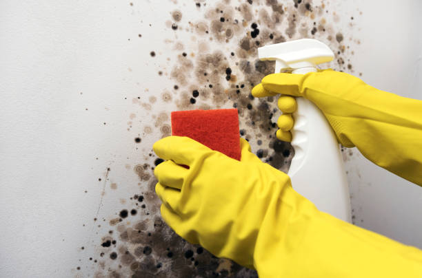 Best Mold Remediation for Specific Building Types in Brookside Village, TX