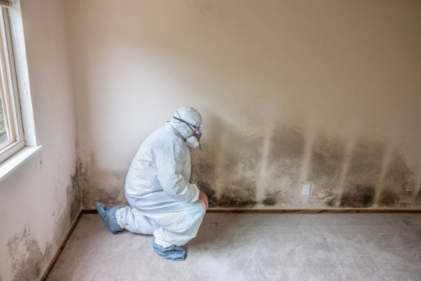 Best Basement Mold Remediation in Brookside Village, TX