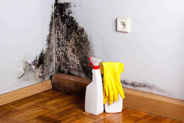 Best Attic Mold Remediation in Brookside Village, TX