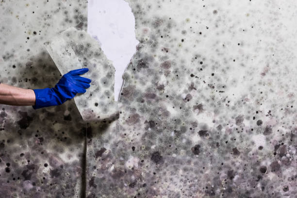Best Health and Safety Mold Remediation in Brookside Village, TX