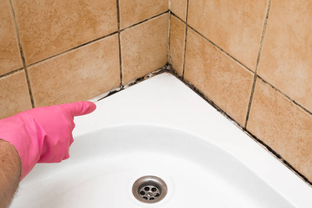 Best Post-Flood Mold Remediation in Brookside Village, TX